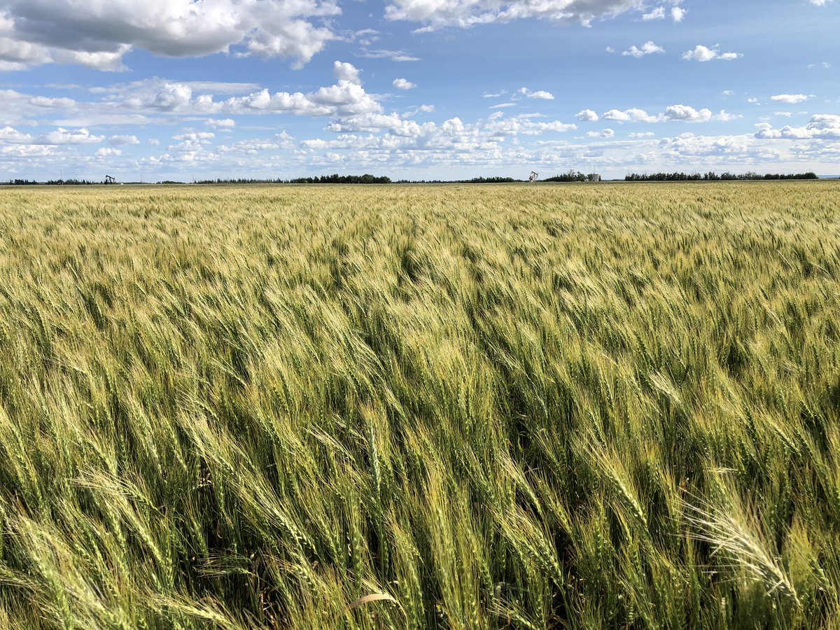 PCEfarmSALES's tweet photo. 15” wheat with the @SeedMasterMfg #UltraSR is looking strong. Anxious for harvest data compared to 12”. https://t.co/EhviT3m1f8