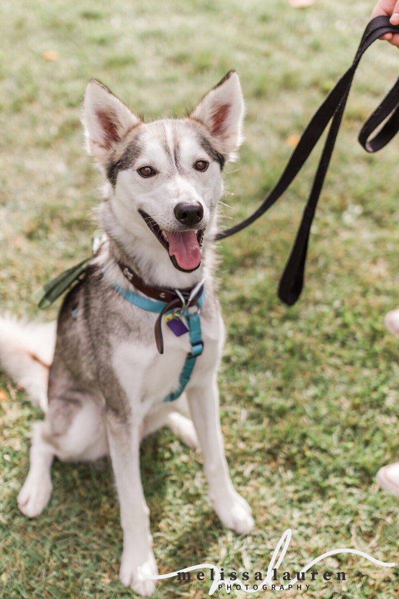 Ptbo_Canada's tweet photo. The always popular @HSpeterborough #StruttYourMutt event is going virtual this year 👉 https://t.co/oZpkwKLnSt https://t.co/XkDUOsw9Ib