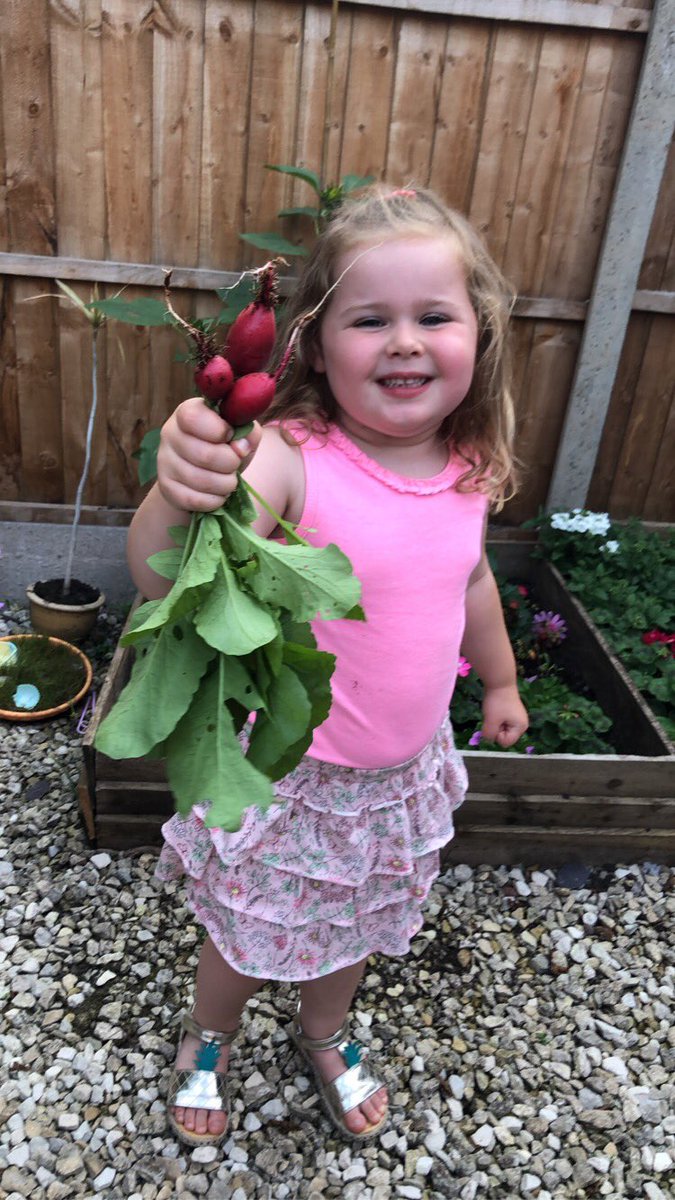 _sarah_will_'s tweet photo. We successfully grew something apart from weeds!! Homegrown radishes #gardeningsuccess #firsttimegardener https://t.co/CeqSaKHRPw