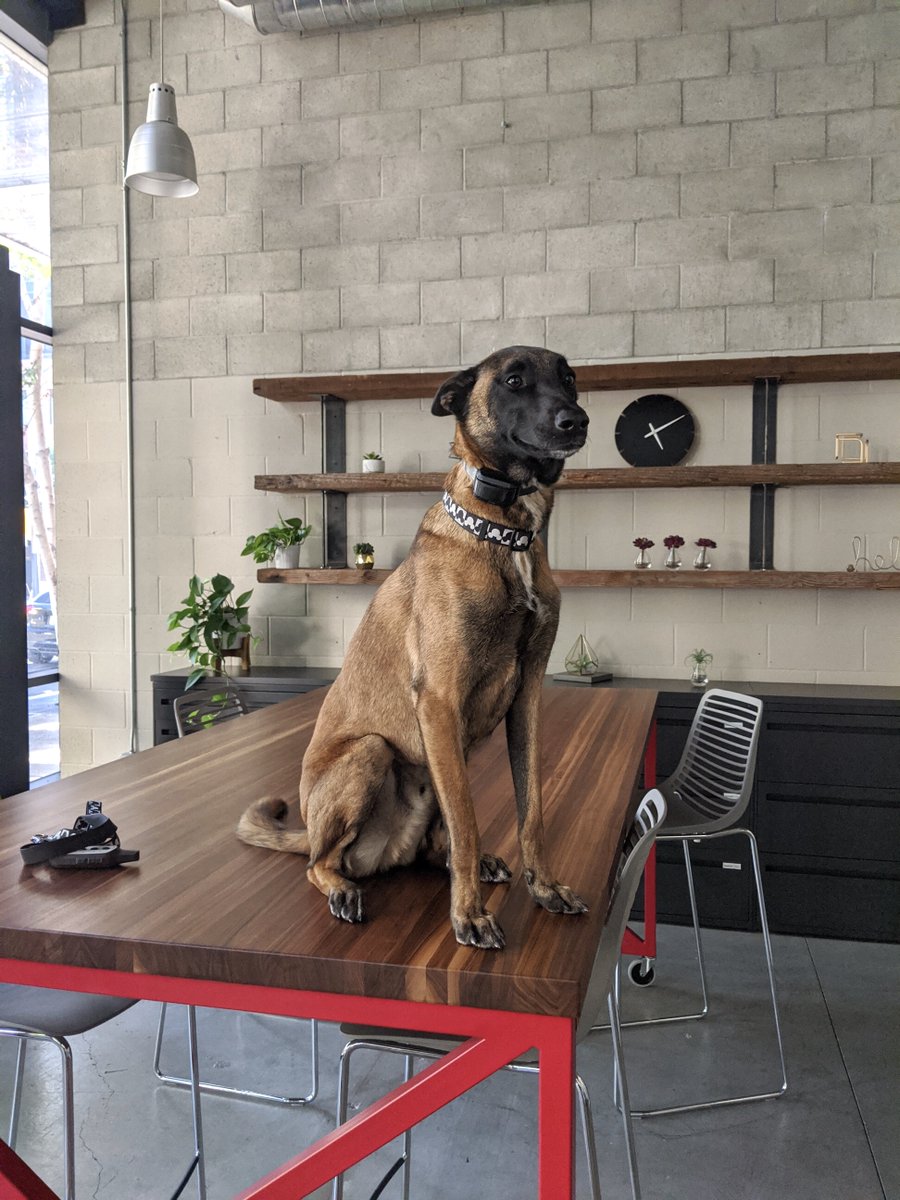bcfurn's tweet photo. Quality assurance canine doing what he does best. The @KimballBrand fixT table has been #maxapproved https://t.co/b19XIUYaK0