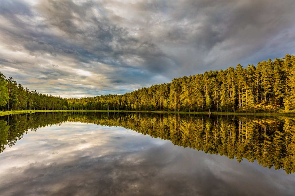 WildSweden tweet media