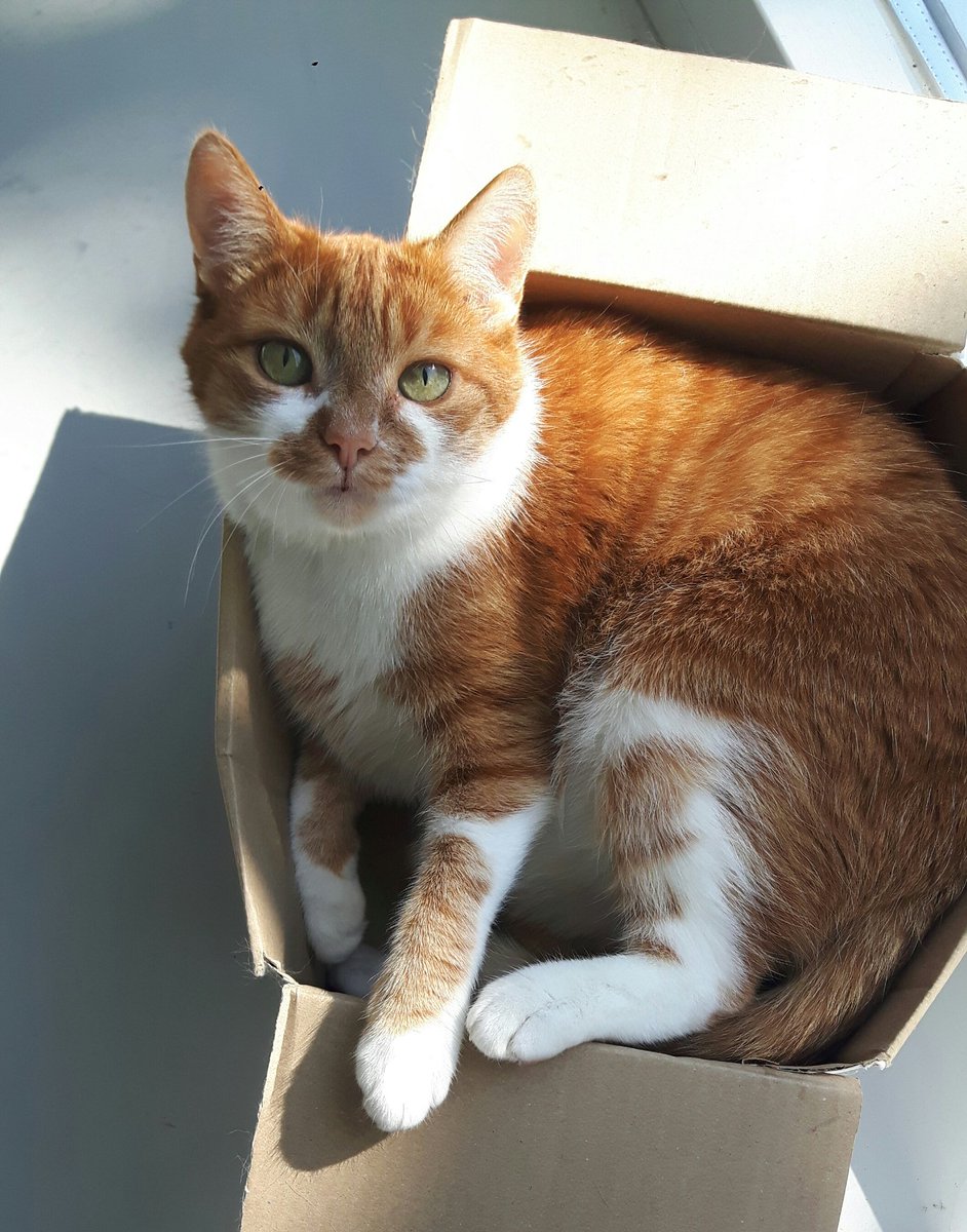 PacificatsKaty's tweet photo. Kat + doosje = gouden combinatie! #kattenoppas #LeidscheRijn https://t.co/FNNeRBkccQ