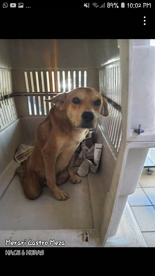 gllgina1's tweet photo. Canelo.. invalido .. ya fue rescatado.. está con el doc Payan si puedes y quieres ayudarlo para corréele las pruebas de moquillo .. erliquia etc avísame .. 🐶🐾❤️🙏 https://t.co/B00jAnWbFh