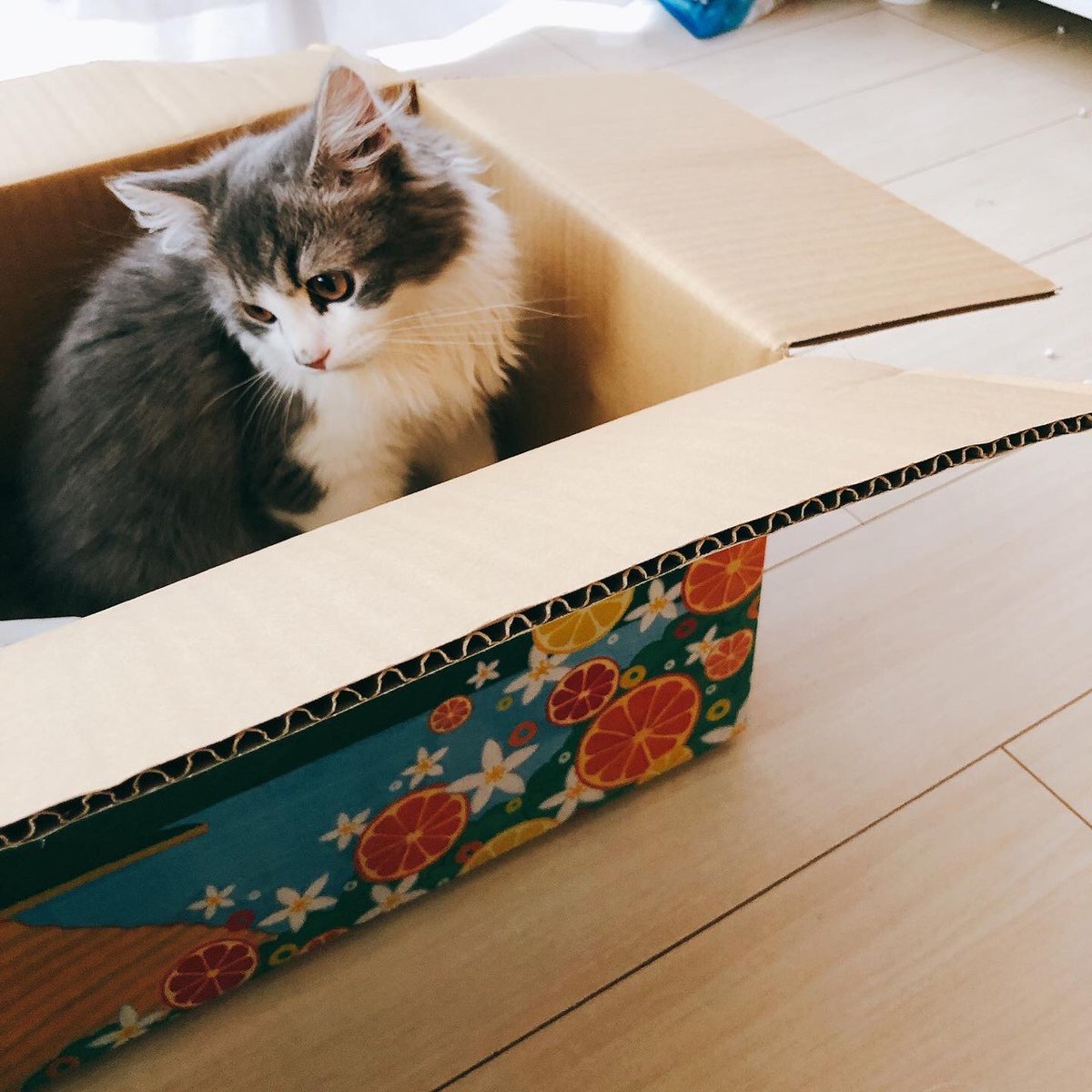 花れん 鯛めし対決セット を含む おうちでうわじまじかん の４セットは ご注文方法 メール Fax お支払い方法 代引き お振込 申込 問合先 道の駅 みなとオアシスうわじま きさいや広場 Tel 05 22 3934 Fax 05 22 1230 Mail