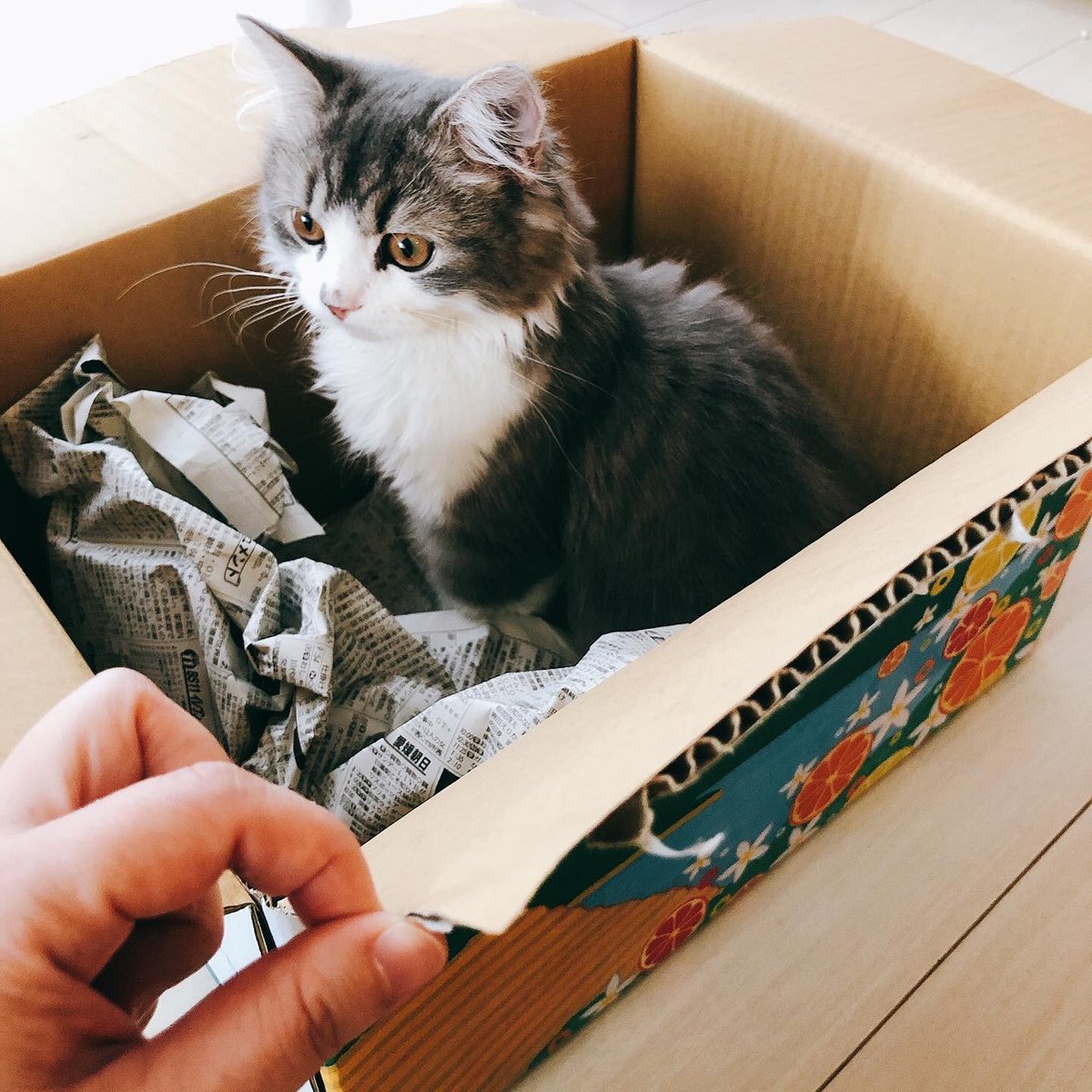 花れん 鯛めし対決セット を含む おうちでうわじまじかん の４セットは ご注文方法 メール Fax お支払い方法 代引き お振込 申込 問合先 道の駅 みなとオアシスうわじま きさいや広場 Tel 05 22 3934 Fax 05 22 1230 Mail