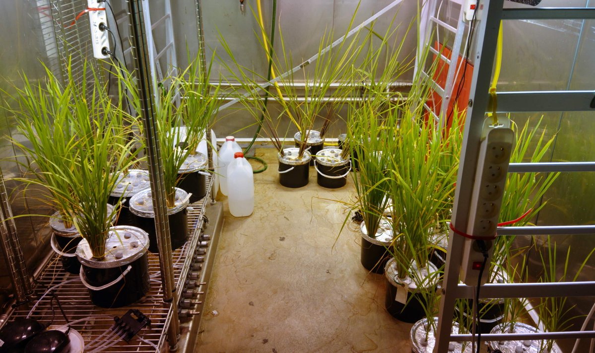 FBL_UCPH's tweet image. Rice, rice, everywhere rice! Ole Pedersen’s group grow rice all over. This week they even went to Germany to pick up a special type of deepwater rice grown especially for their experiments. If you too love rice you can follow their work on the blog here: flooding.dk