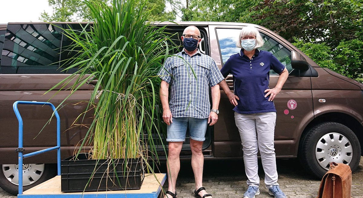 FBL_UCPH's tweet image. Rice, rice, everywhere rice! Ole Pedersen’s group grow rice all over. This week they even went to Germany to pick up a special type of deepwater rice grown especially for their experiments. If you too love rice you can follow their work on the blog here: flooding.dk