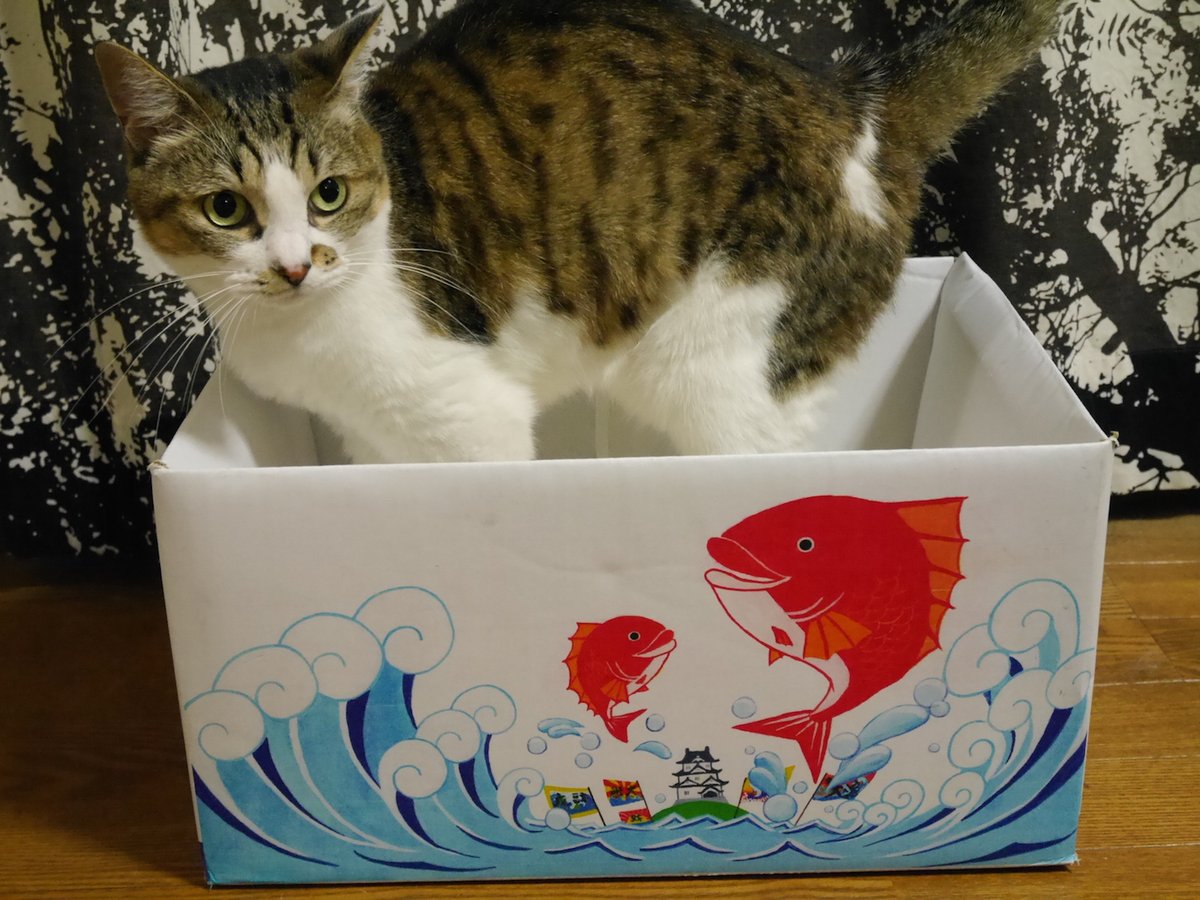 花れん 鯛めし対決セット を含む おうちでうわじまじかん の４セットは ご注文方法 メール Fax お支払い方法 代引き お振込 申込 問合先 道の駅 みなとオアシスうわじま きさいや広場 Tel 05 22 3934 Fax 05 22 1230 Mail