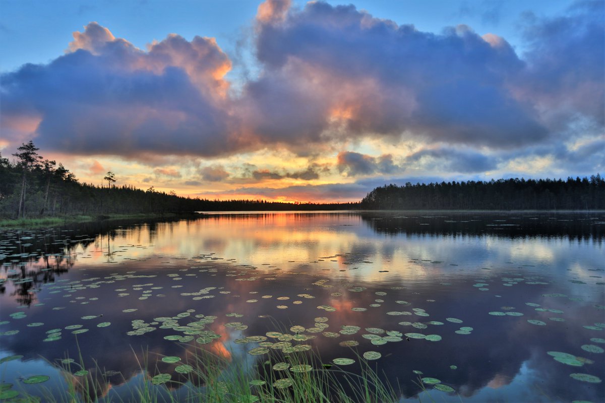 PHatunen's tweet photo. Heinäkuun aamu. 24.7 2020 Vaala #munvaala https://t.co/wpfsshRAvy