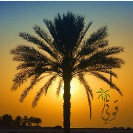 datesgoti's tweet image. 