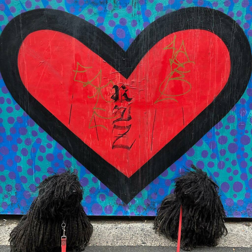 ZebPuliZeb's tweet photo. We’ve been chilling at home more so today we are just sending love you to you all.
.
.
🐾🐾
Day142 of #SocialDistancingMops
#throwbackthursday #HungarianPuli #Manchester #DreadlockDog #NotADogDog #Kutya #HungarianPuliOfInstagram #Doggo #MopDog #Hun… https://t.co/32oSt5sJ7h https://t.co/tUp5MLspLa