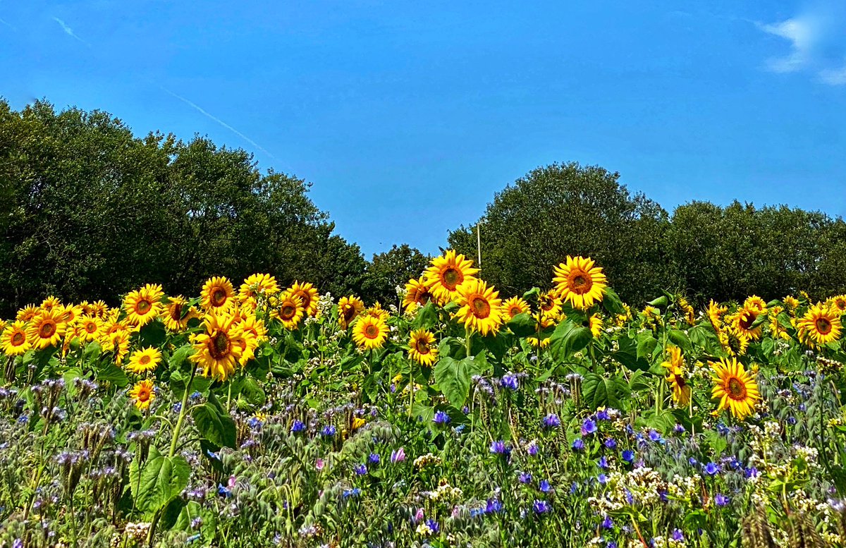 A few sunflowers to brighten your day @quincehoneyfarm @lovenorthdevon #WednesdayWisdom #WednesdayThoughts #sunflower #bees #nectar #pollinators