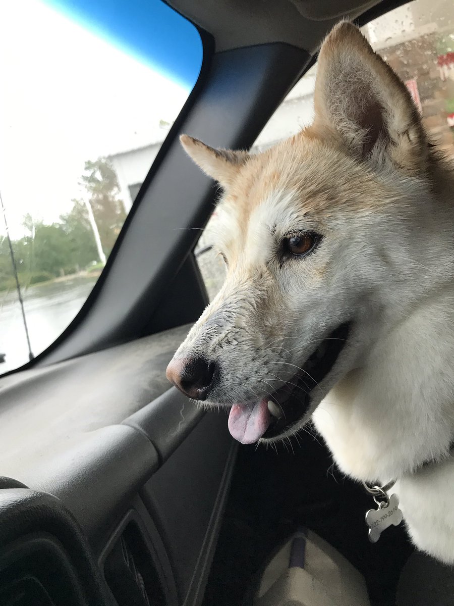 yoroyrobin's tweet photo. @kanyewest My dog is the cutest https://t.co/Gb6kil7KiN