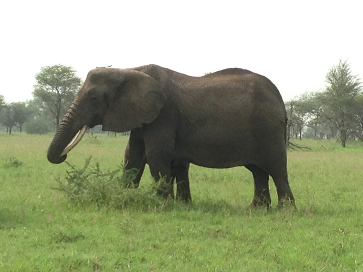 authentic_adv's tweet photo. In Tanzania, #TarangireNP (Elephant Paradise) has the highest concentration of Elephants in the country.
Migrating between a perfect #tarangiremanyaraecosystem through established corridors Which #Elephant use throughout their lives. Happy #WorldElephantDay2020 
#letsmakeplans https://t.co/4BcsfTowNb