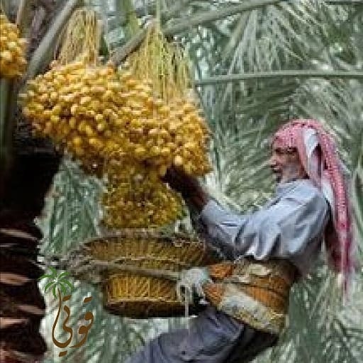 datesgoti's tweet image. نحتاج إلى طرق حديثه لخراف التمر.. الطرق القديمه لاتفي بالغرض في الوقت الحالي بسبب كثرة النخيل وعدم وجود ايدي عامله كافيه للعمل