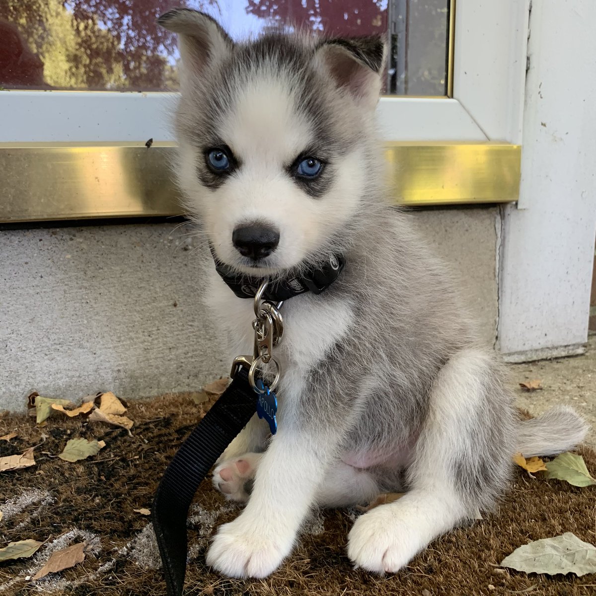 thehuskyapollo's tweet photo. Hello, my names Apollo and I’m new to Twitter! #dogsoftwitter https://t.co/QzrHCXbd6I