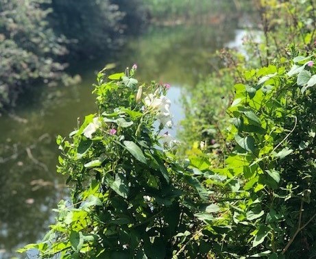ICS_SouthWest's tweet photo. Enjoying the local Wiltshire outdoors from our Head Office. Hope everyone is keeping cool in this heatwave! https://t.co/P7cItOMP7b