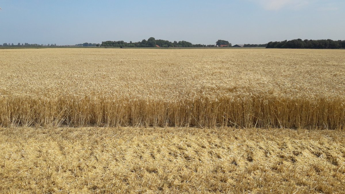 Michael Schippers tweet media