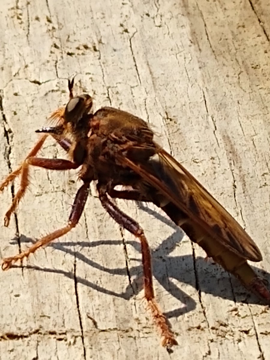 Can anyone confirm ID please Think it is a #hornetrobberfly