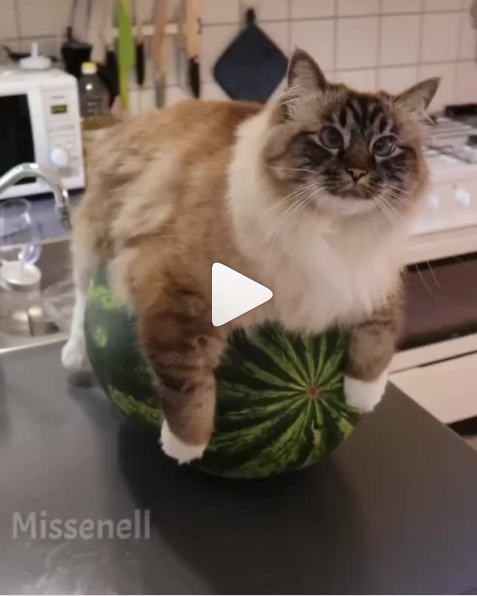 TheCatsSister's tweet photo. 'I carried a watermelon' 

https://t.co/04SMiuRn4N https://t.co/2c8disINgW