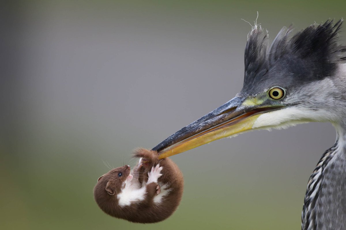 adriawildlife's tweet photo. "You have to ask yourself one question, do I feel lucky? Well do you punk?" 

Great pictures by Mark Strachan to FB, Weasel vs. Grey Heron in Scotland. 

Oh! You're all dying to know. The Weasel...
.
.
.
.
.
.
.
.
.
.
... got AWAY! https://t.co/6kARIvypb0