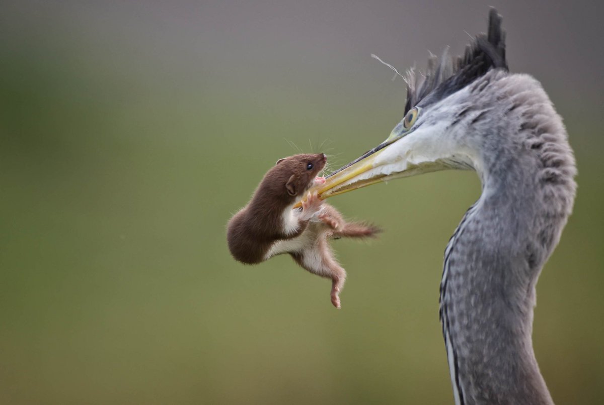adriawildlife's tweet photo. "You have to ask yourself one question, do I feel lucky? Well do you punk?" 

Great pictures by Mark Strachan to FB, Weasel vs. Grey Heron in Scotland. 

Oh! You're all dying to know. The Weasel...
.
.
.
.
.
.
.
.
.
.
... got AWAY! https://t.co/6kARIvypb0