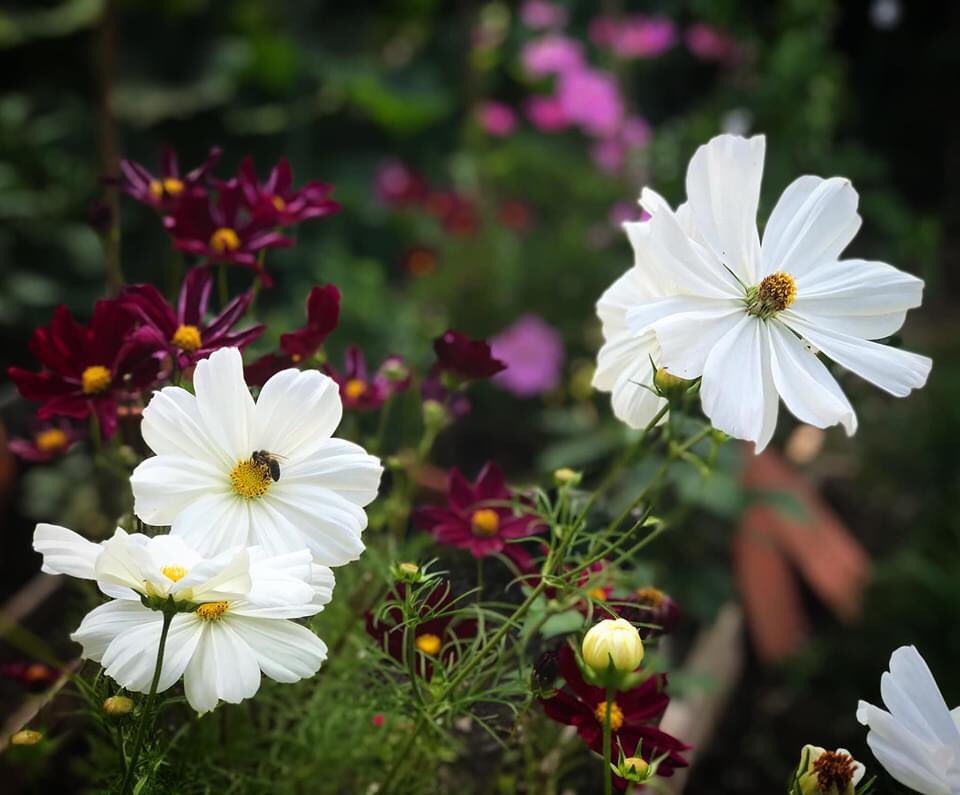 HalsteadHort's tweet photo. Halstead horticultural club are very lucky to have our walled garden allotments. Members have been able to use them throughout lockdown and these pictures are a credit to their hard work! #halsteadhorticulturalclub #gardeningsevenoaks #halsteadkent #allotmentkent https://t.co/FujWaN1AMx