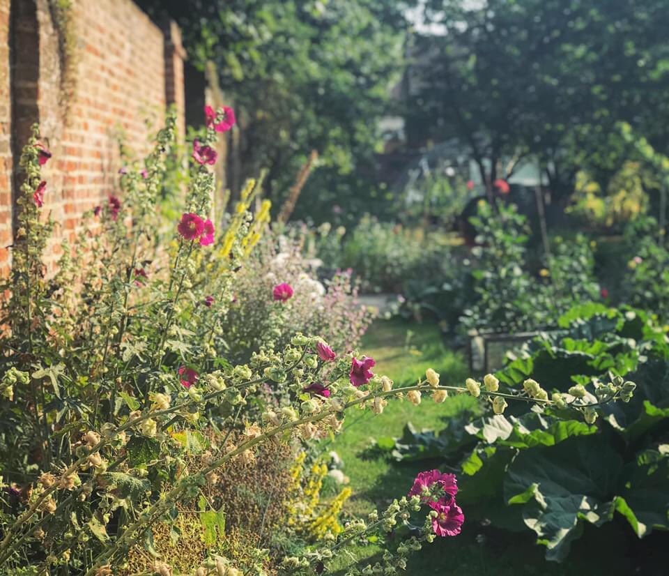HalsteadHort's tweet photo. Halstead horticultural club are very lucky to have our walled garden allotments. Members have been able to use them throughout lockdown and these pictures are a credit to their hard work! #halsteadhorticulturalclub #gardeningsevenoaks #halsteadkent #allotmentkent https://t.co/FujWaN1AMx