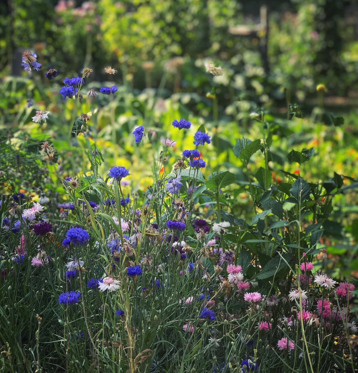 HalsteadHort's tweet photo. Halstead horticultural club are very lucky to have our walled garden allotments. Members have been able to use them throughout lockdown and these pictures are a credit to their hard work! #halsteadhorticulturalclub #gardeningsevenoaks #halsteadkent #allotmentkent https://t.co/FujWaN1AMx