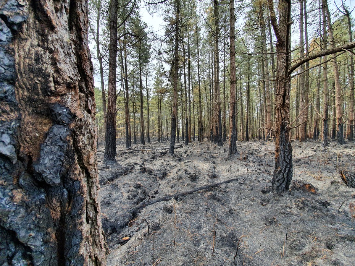 ForestryEngland's tweet photo. The summer months increase the fire risk for vulnerable sites like Wareham Forest. By donating to #HelpWarehamForest, you’ll be supporting us to restore and preserve this ancient woodland for future generations to come. 👉 https://t.co/dvzmeXUvin  Image Credit: @WildOnTheRoad https://t.co/HENllot94r