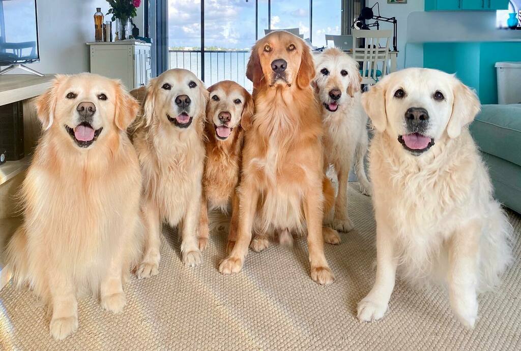 Five of them will lick your face. One of them will eat your soul.