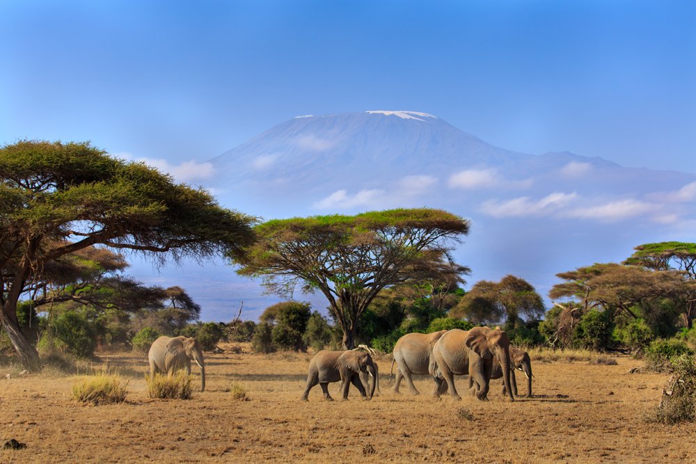 KiboGarden's tweet photo. Amboseli is synonymous with #CynthiaMoos, #conservation and #Kilimanjaro . Visit the gentle giants and use @KiboGarden as your base. https://t.co/apdgI9IABl