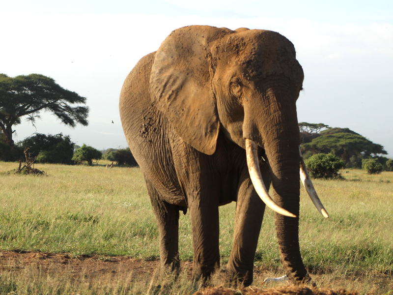 KiboGarden's tweet photo. Amboseli is synonymous with #CynthiaMoos, #conservation and #Kilimanjaro . Visit the gentle giants and use @KiboGarden as your base. https://t.co/apdgI9IABl