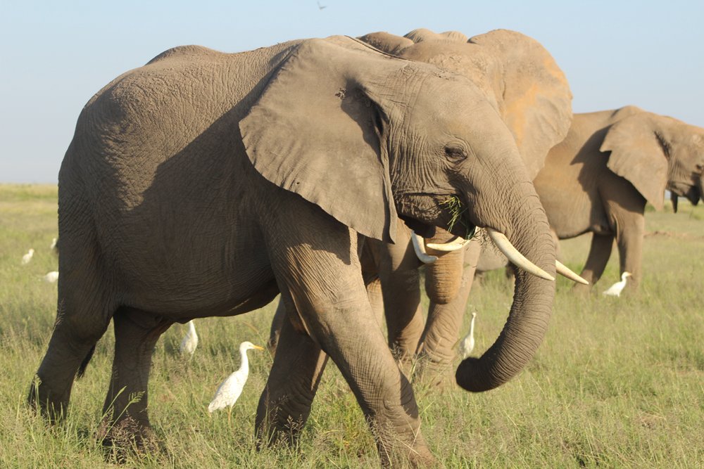 KiboGarden's tweet photo. Amboseli is synonymous with #CynthiaMoos, #conservation and #Kilimanjaro . Visit the gentle giants and use @KiboGarden as your base. https://t.co/apdgI9IABl