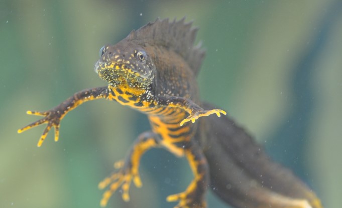 WCL_News's tweet photo. *BLOG* Tony Gent, CEO of @ARC_Bytes provides the third installment of environmental data week, reflecting on lessons learned from data work around great crested newts 📋🦎 
https://t.co/oQtLm1THrs https://t.co/Oz1IwveGqh