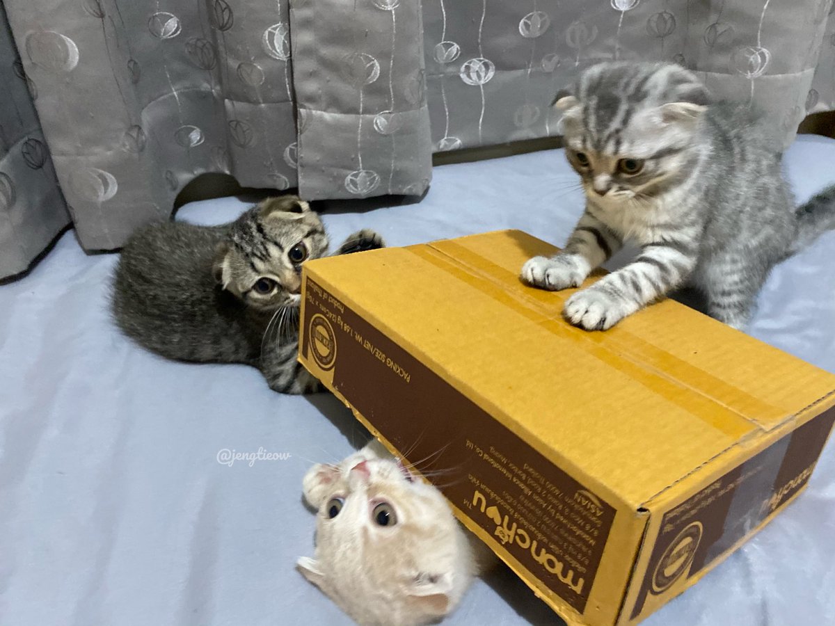 พี่เจ๋งน้องเตี๋ยวไม่ตีกันสิลูกกก tweet media