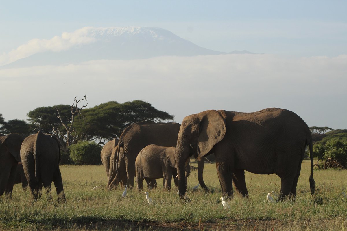 KiboSlopes's tweet photo. Today is #WorldElephantDay2020. Make up your mind to visit #Amboseli NP which is synonymous with elephant conservation. #CynthiaMoos, @NyamuJim , @tunajibu, #WildlifeKe #Kilimanjaro. Check: https://t.co/d8nuAGus0B https://t.co/Bs0wGY69mQ
