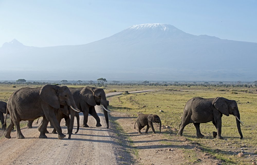 KiboSlopes's tweet photo. Today is #WorldElephantDay2020. Make up your mind to visit #Amboseli NP which is synonymous with elephant conservation. #CynthiaMoos, @NyamuJim , @tunajibu, #WildlifeKe #Kilimanjaro. Check: https://t.co/d8nuAGus0B https://t.co/Bs0wGY69mQ