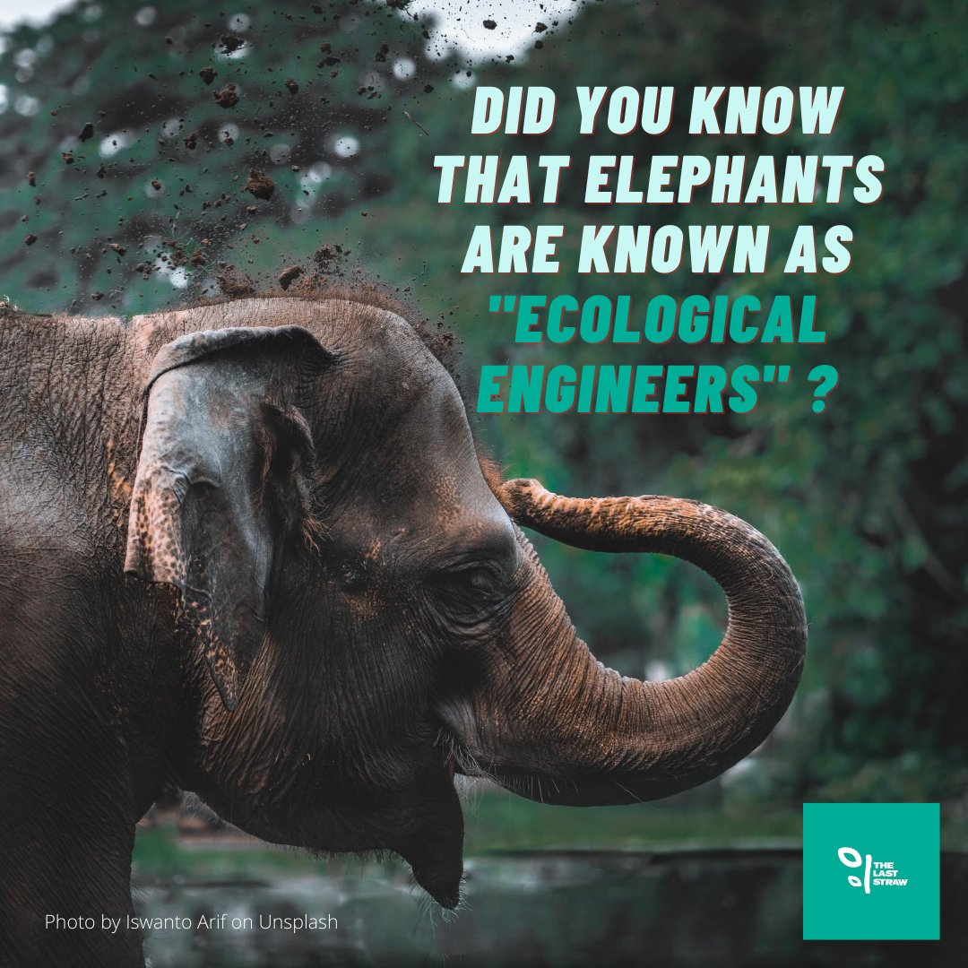 thelaststraw_'s tweet photo. Yes! Elephants maintain ecosystems by physically changing their habitat while positively impacting the environment. This #WorldElephantDay learn more about these fantastic creatures, the threats they are facing and how we can help ensure that they continue to thrive. https://t.co/B8m2so1dC3