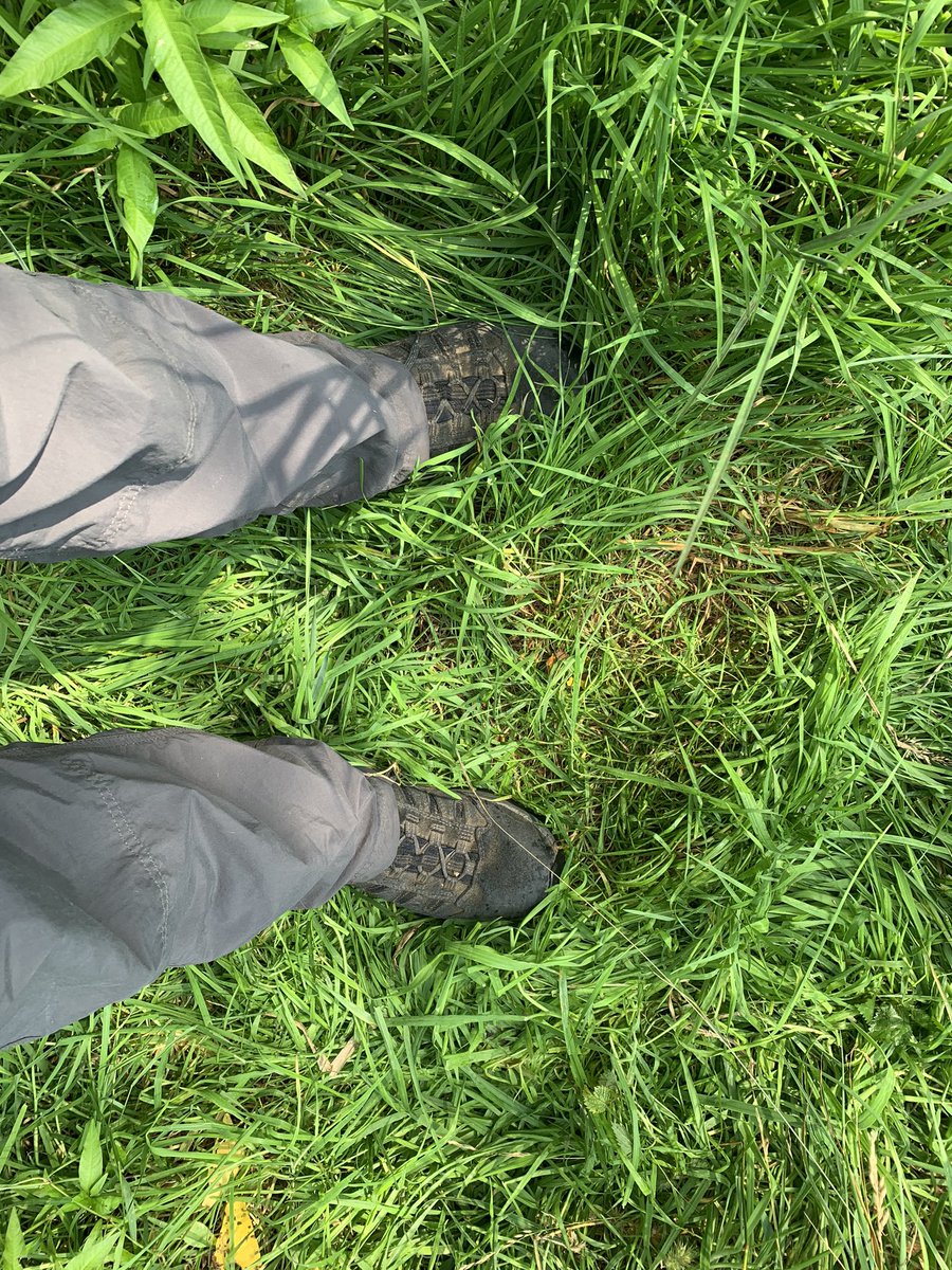 birdbrainuk's tweet photo. #fieldfail setup my chair on a red ants nest so I had to move location and now just got bittern on the leg by one.... https://t.co/Q6NrxHP7ZJ