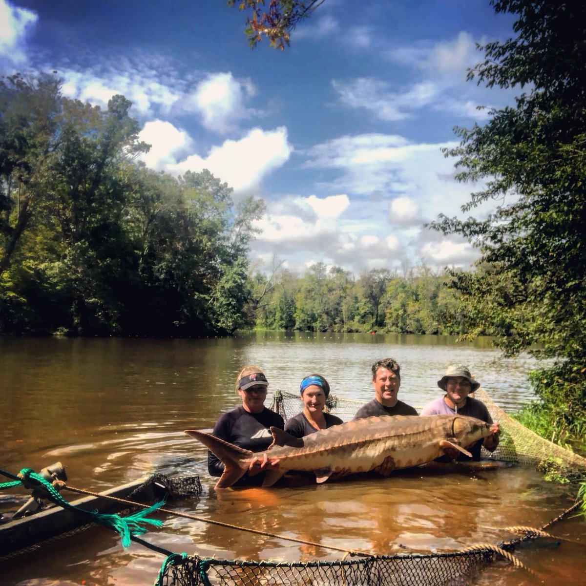 AmFisheriesSoc's tweet photo. New research in #TAFS finds more frequent #spawning for Atlantic #Sturgeon than previously reported and identifies the abiotic drivers of temperature, photoperiod, and change in barometric pressure as being correlated with female spawning activity: https://t.co/fiXZYiklzQ https://t.co/XI675nqr0s
