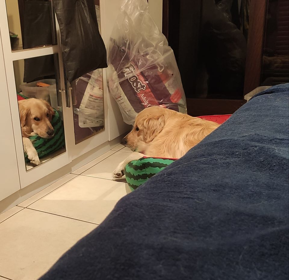 "não deixei o Filé ir lá fora latir pro caminhão que recolhe o lixo, agora ele tá me olhando assim, devo me preocupar?"

crédito IG: <a href="/filethegolden/">File The Golden</a>