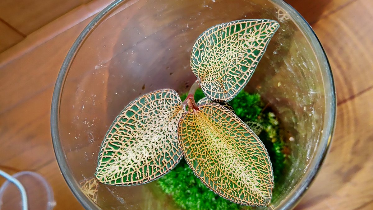 GALAXYFORESTSEA's tweet photo. 凄い色やろ
3ヶ月間水あげてないんやで
#ジュエルオーキッド #anoectochilus #roxburghii https://t.co/cpCmuQ33vC