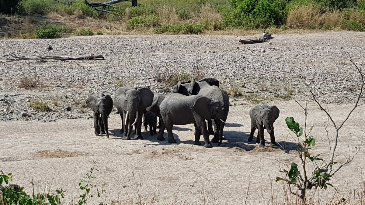 sika2909's tweet photo. 3/3: We have the obligation to save this species to keep our wilderness healthy.
#ChimpMan #worldelephantday #saveelephants #elephants #elephantsofinstagram #bigfive #tanzania #tanzaniaparks #tawa #ncaa #maliasili #eastafrica #africa https://t.co/Z2pnQJWWGe