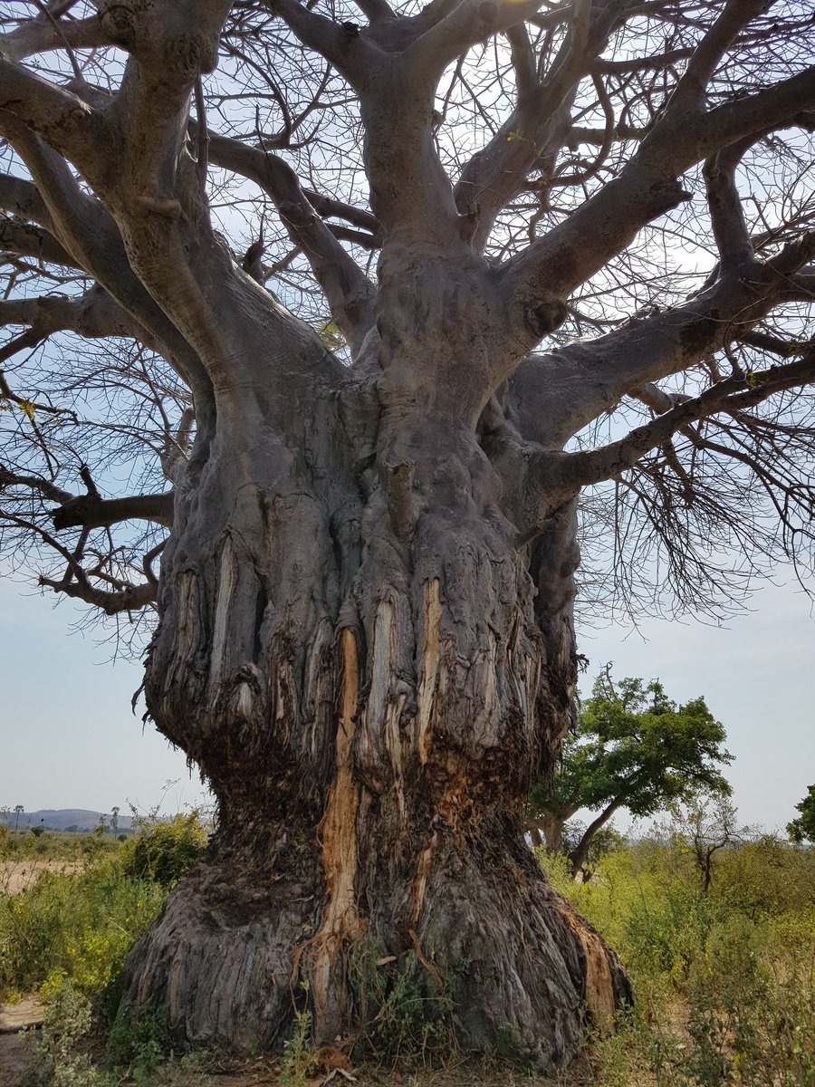 sika2909's tweet photo. 3/3: We have the obligation to save this species to keep our wilderness healthy.
#ChimpMan #worldelephantday #saveelephants #elephants #elephantsofinstagram #bigfive #tanzania #tanzaniaparks #tawa #ncaa #maliasili #eastafrica #africa https://t.co/Z2pnQJWWGe