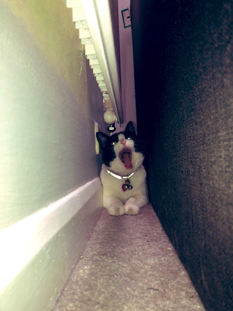 🤪😋😛😝😜🤪 #ZSHQ