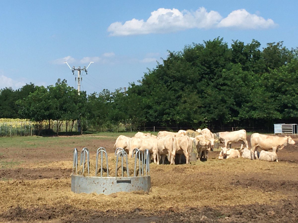 IoF2020's tweet image. We are here in Hungary with our #dairy #UseCase #MultiSensor Cow #Monitoring. After being administered, the sensors measure crucial parameters such as heat detection or #pH value. It helps farmers to monitor their animals‘ health on a daily basis in one #centralised app.