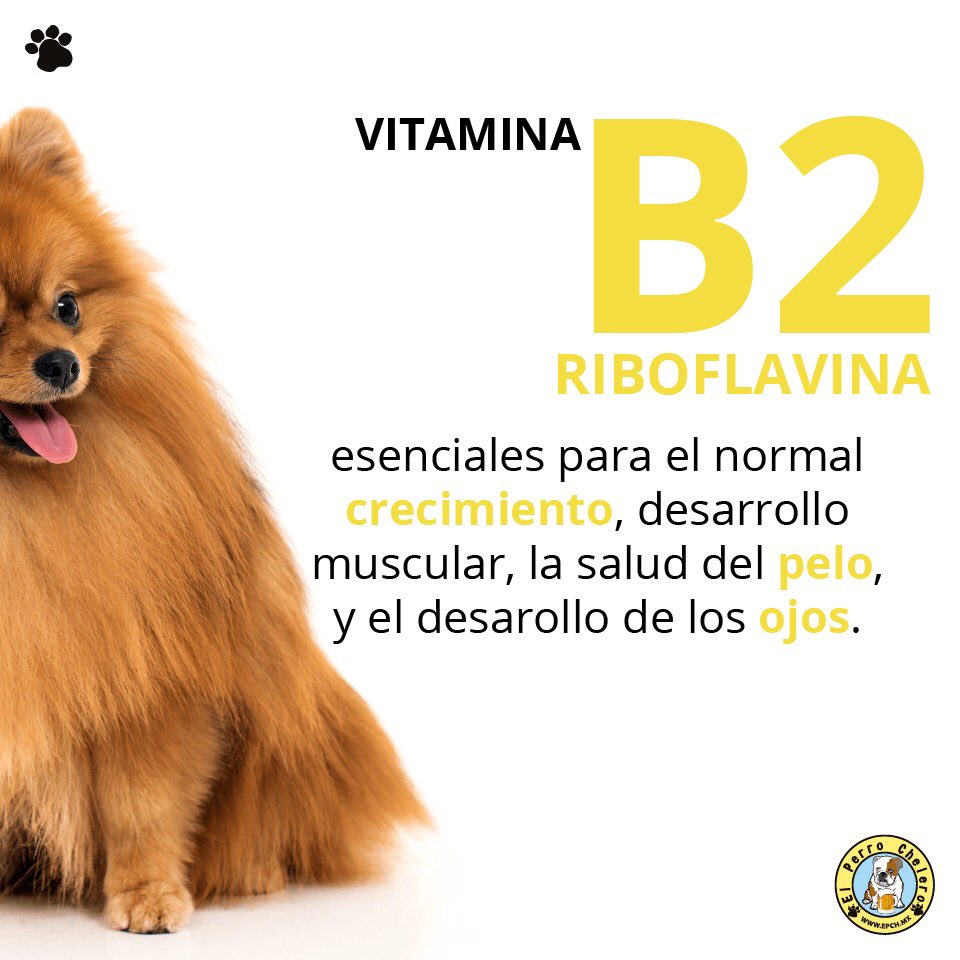 PerroCheleroMX's tweet photo. Las croquetas BioFeed cuentan con complejo B que ayudan a tu perrito a: https://t.co/FBhWnOsRbZ