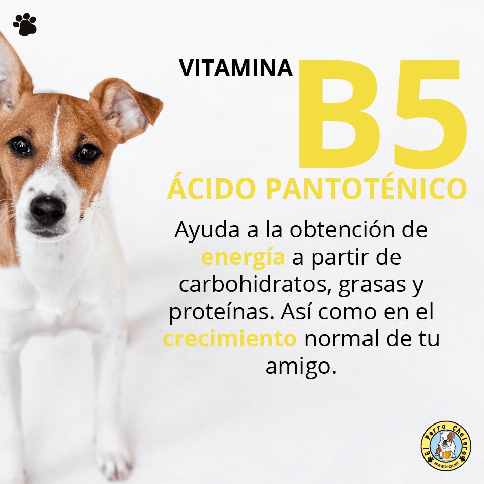 PerroCheleroMX's tweet photo. Las croquetas BioFeed cuentan con complejo B que ayudan a tu perrito a: https://t.co/FBhWnOsRbZ