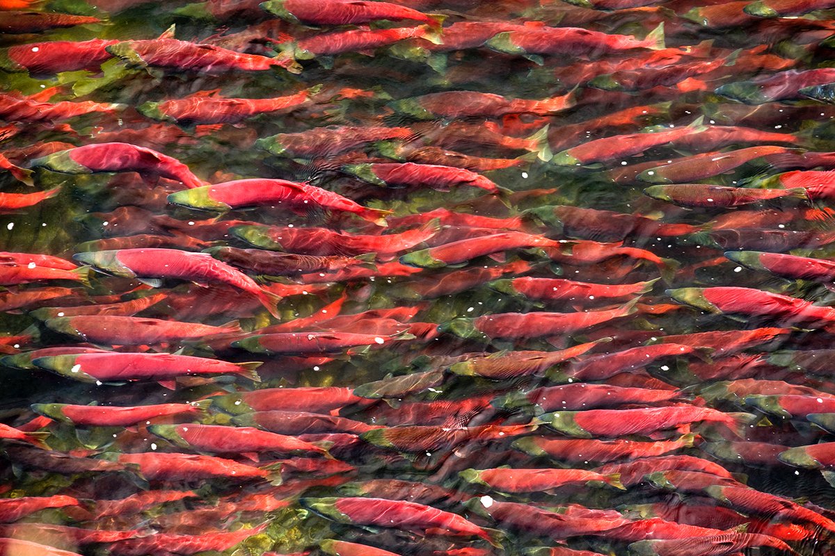 Backcountry_H_A's tweet image. Pebble Mine is dangerously close to becoming a reality. ⁣⁣
Now is the time for @realDonaldTrump and @EPA Administrator Wheeler to #StopPebbleMine.